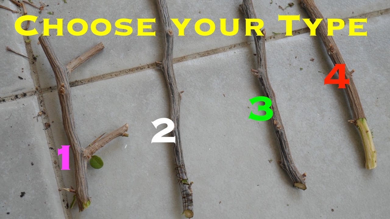 Get massively crazy ROOT STRUCTURE (n flowers to go with) on newly propagated Bougainvillea cuttings