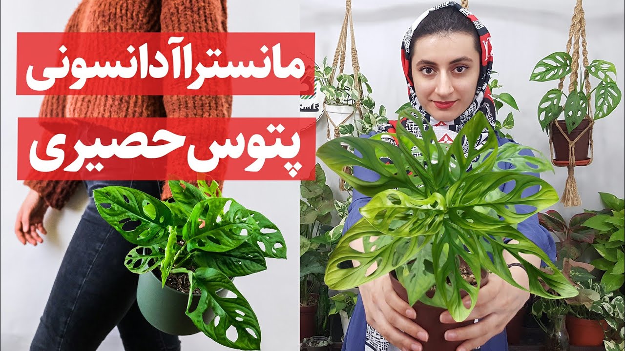 گیاهان آپارتمانی | پتوس حصیری یا مانسترا آدانسونی ارزش خرید داره؟ Monstera adansonii