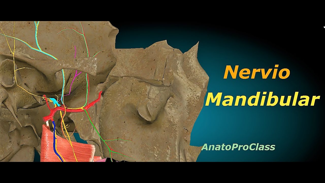 Nervio mandibular