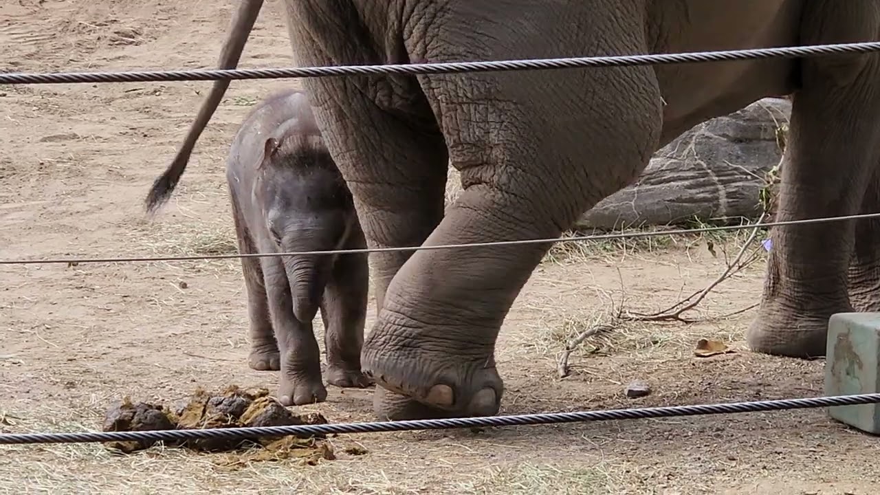 Columbus Zoo baby elephant plays with paper decorations
