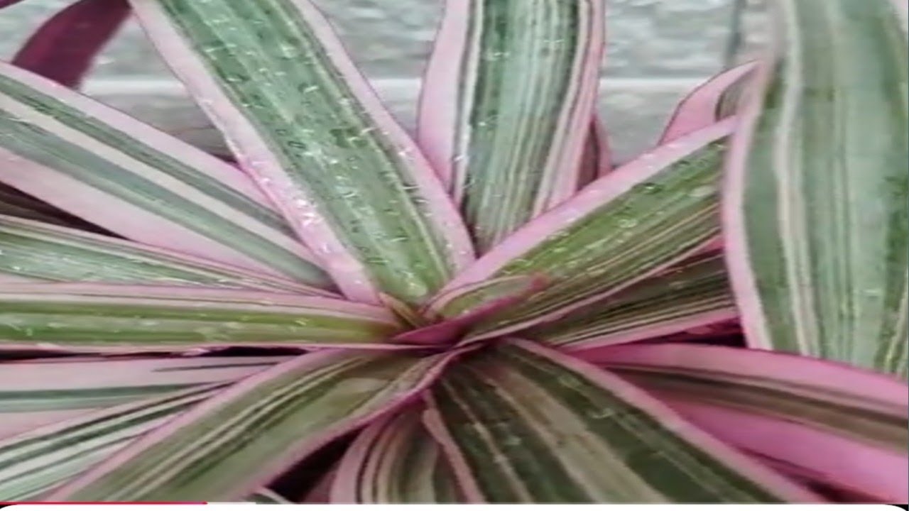 Rhoeo plant /care tips/home garden 🩷💚