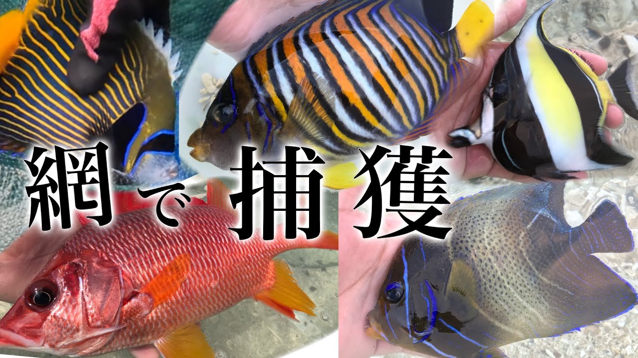 これが無料！たくさんの海水魚を捕まえる海遊びを紹介！【海水魚採集２０２１年】