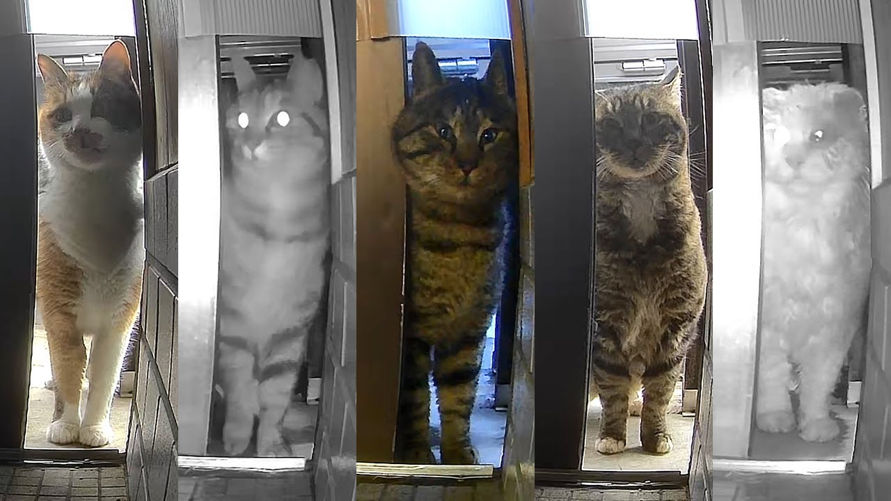 なぜか 全員？登場 スペシャル回…【野良猫】