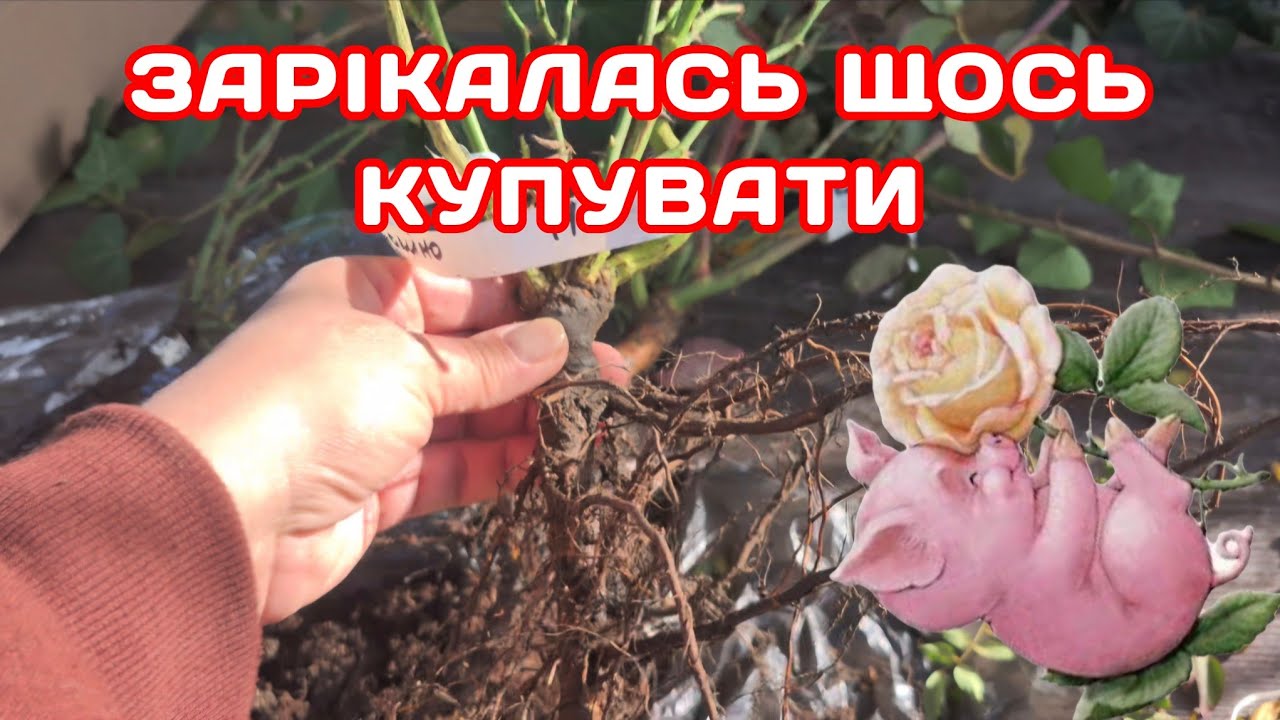 РОЗПАКОВКА ВІД ТЕТЯНИ ЦИГАН (саджанці троянд)
