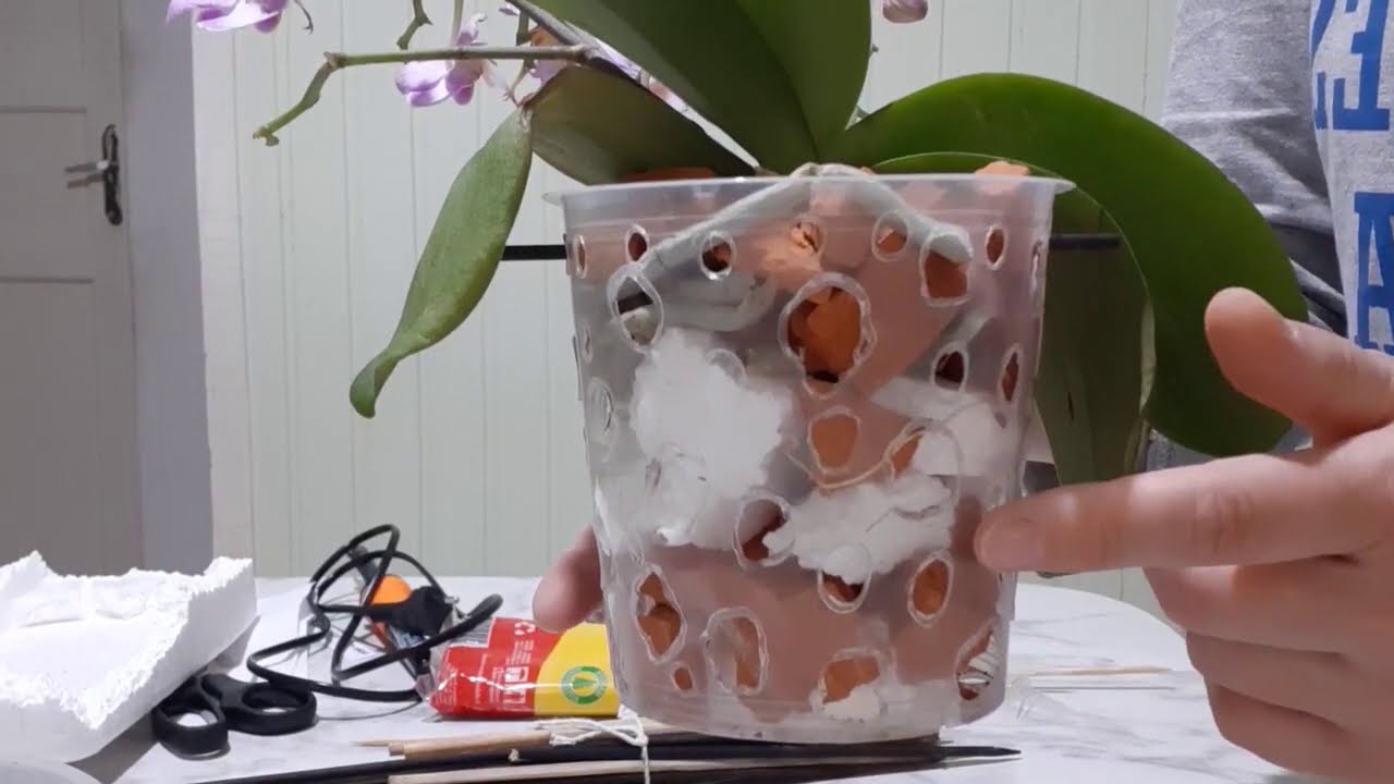 Replante de Orqu&iacute;dea Mini Phalaenopsis em vaso pl&aacute;stico transparente