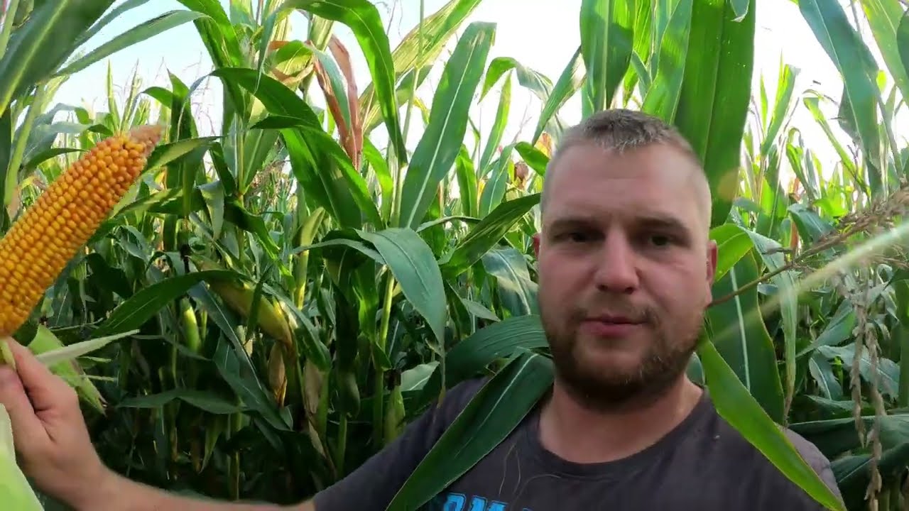 Oddam w dobre ręce za przysłowiowe 6k kukurydze na kiszonke