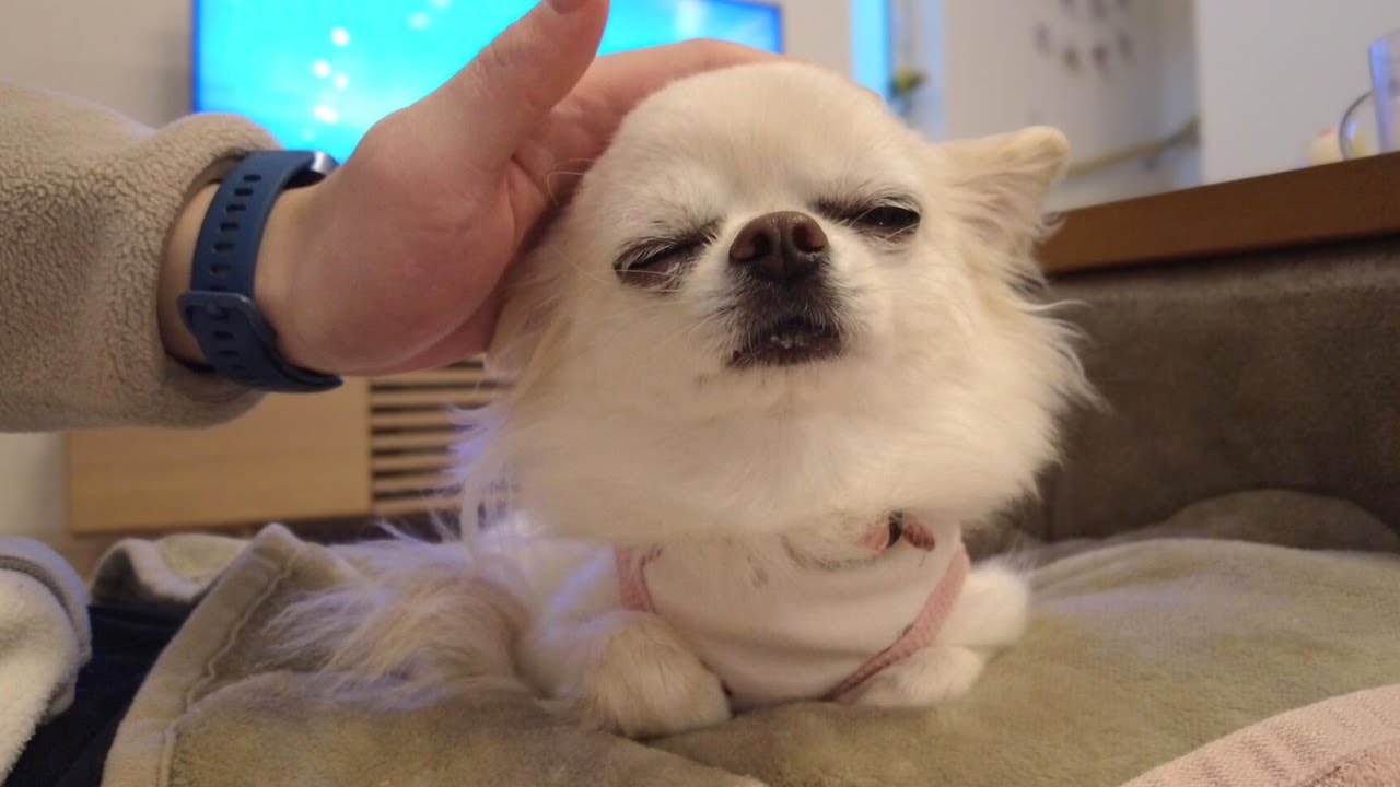 お散歩を頑張った後、パパに頭を撫でられてうっとりするチワワが愛おしすぎた