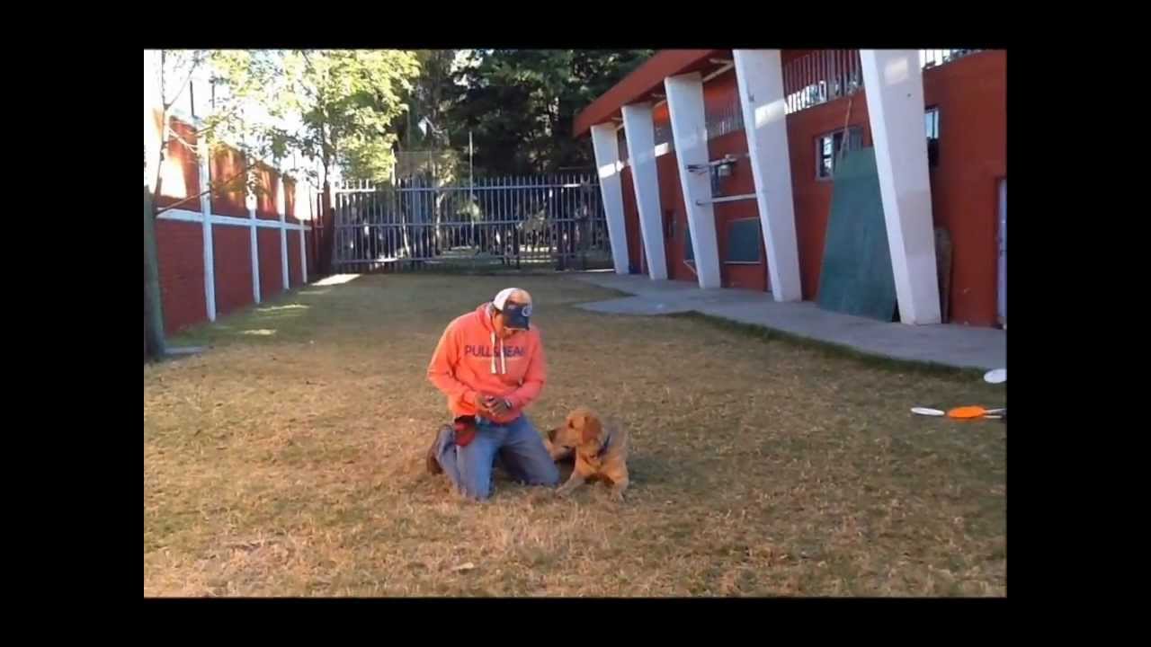 Trucos Caninos- Hacerse el Muerto
