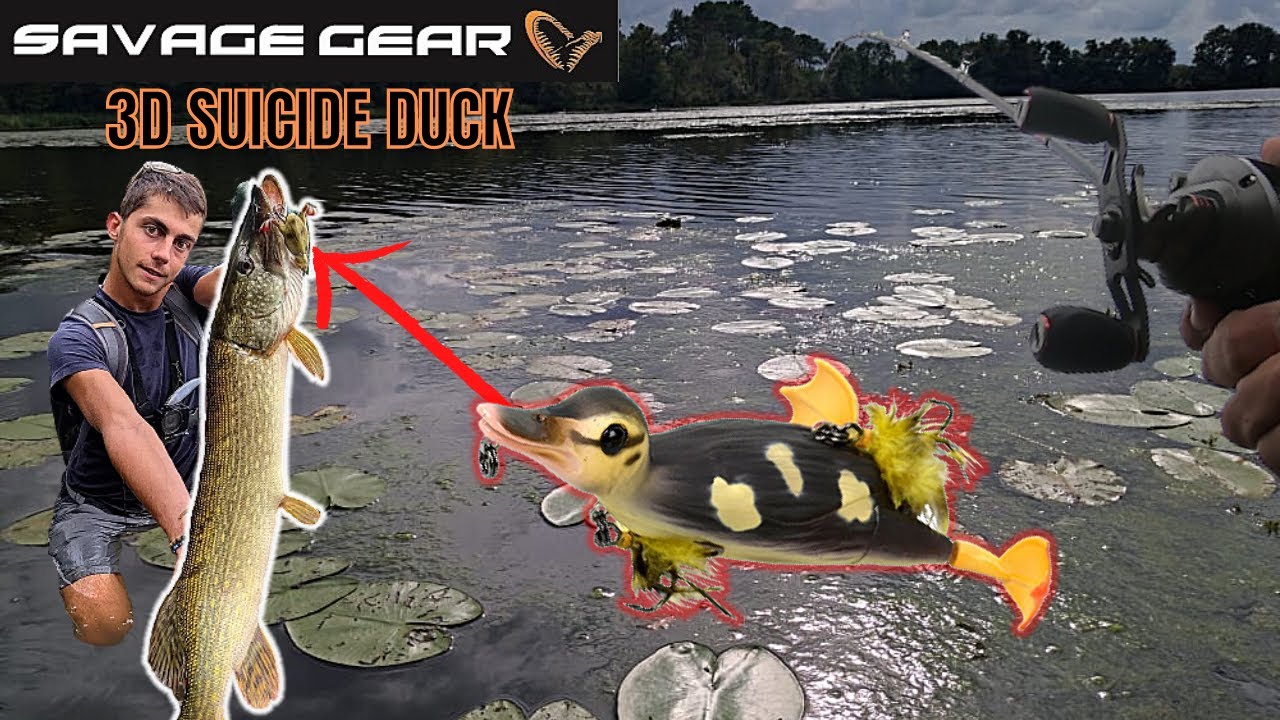 Gros BROCHET au CANARD ! (Suicide Duck)