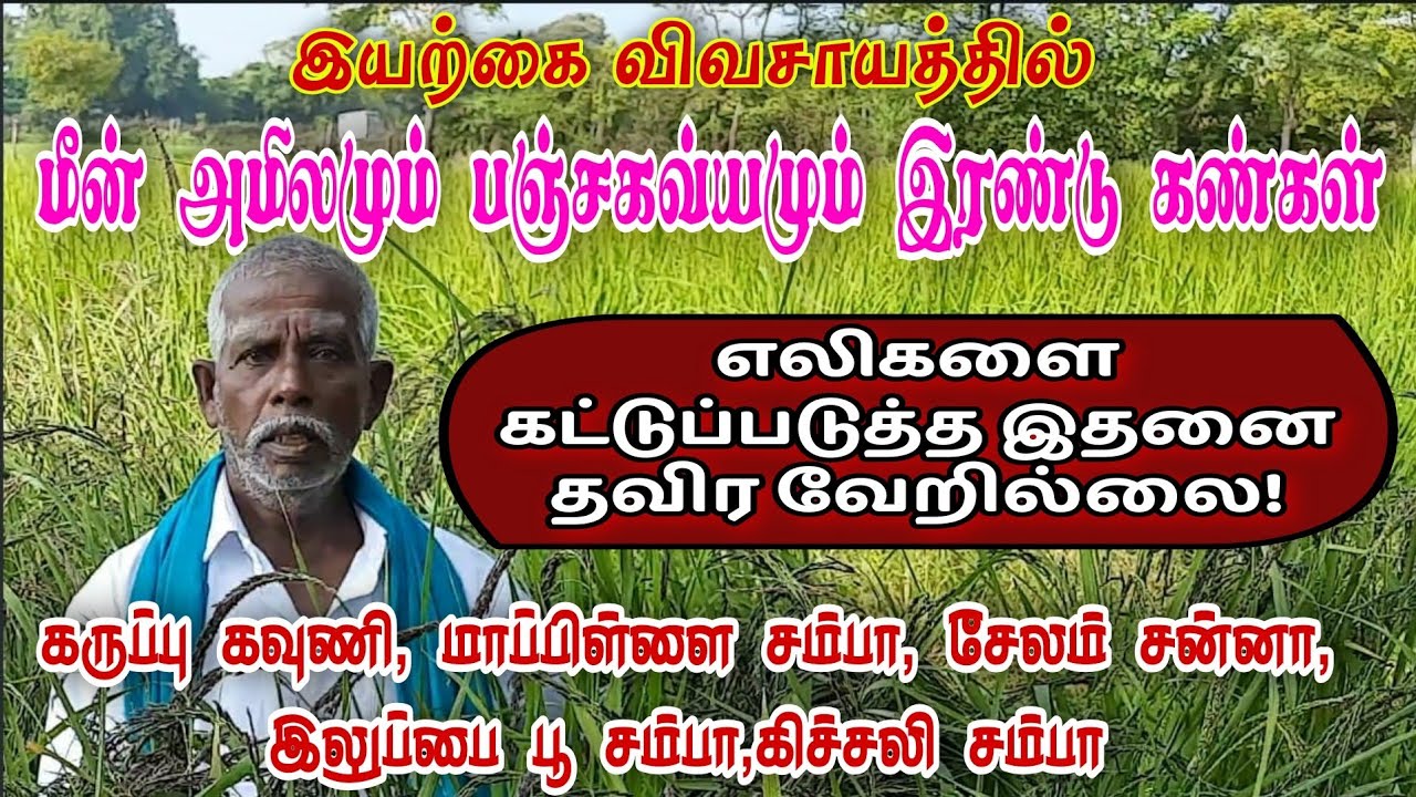 இயற்கை விவசாயத்தில் பஞ்சகவ்யமும் மீன் அமிலமும் இரண்டு கண்கள்