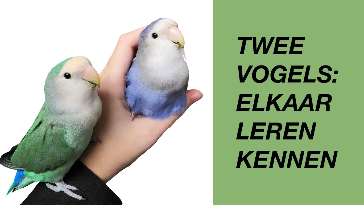 Twee Vogels Aan Elkaar Introduceren