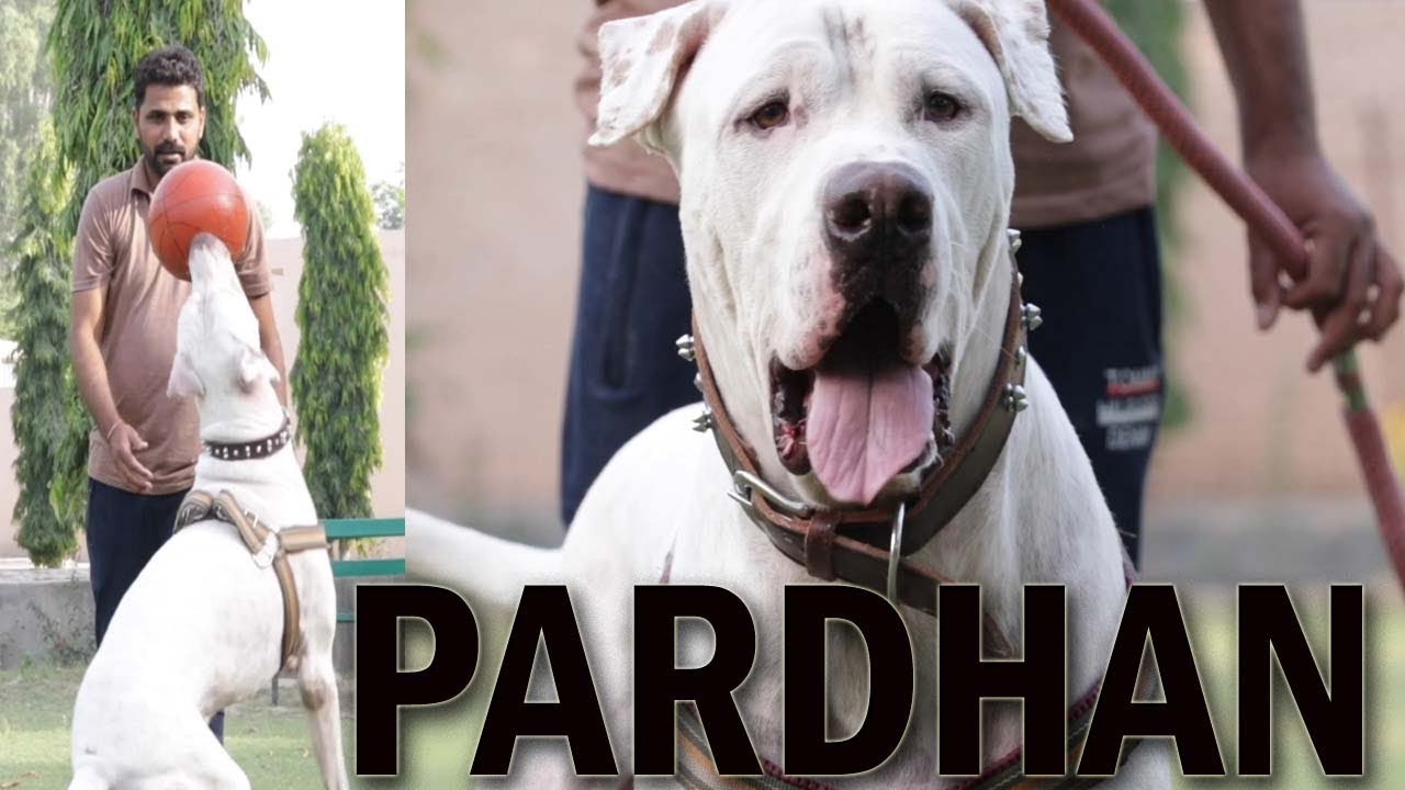 PARDHAN BULLY KUTTA BULLY DOG