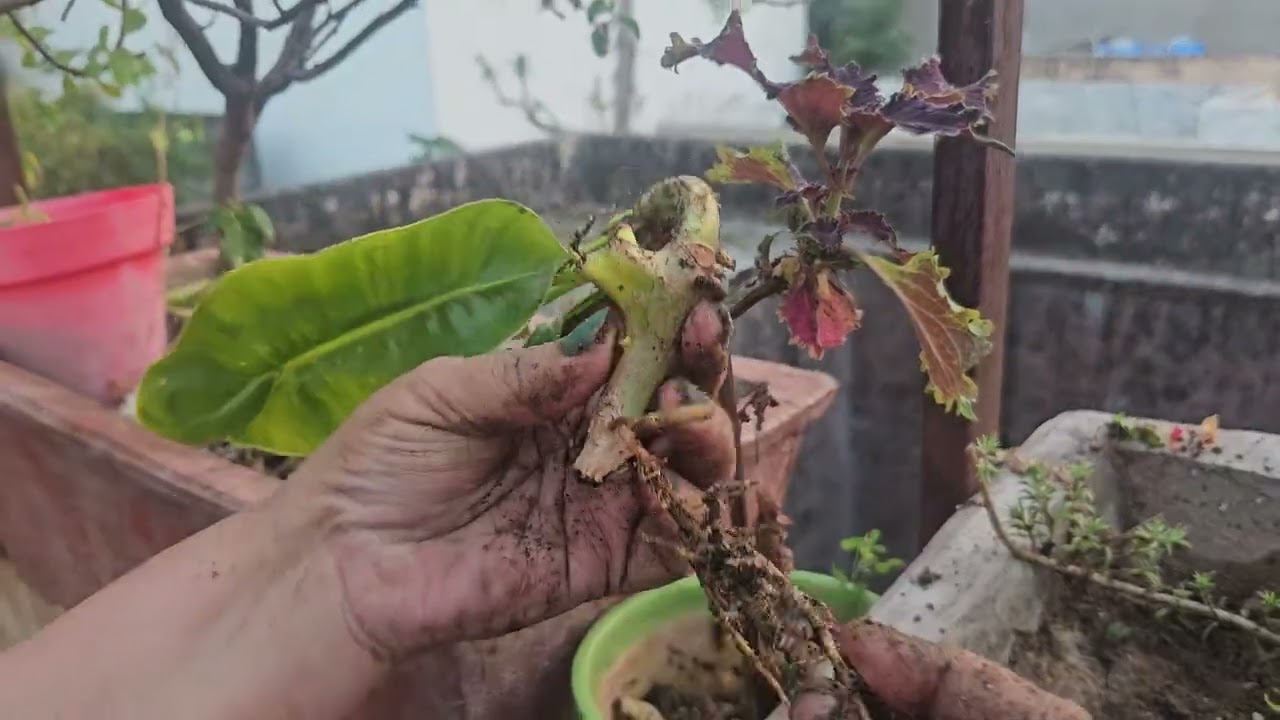 February Mein Lagao Ye 10 Plant cuttings (Part - 1)| 100% Successful Cuttings for your Garden