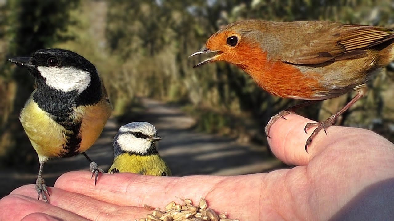 Hand Feeding Birds - Flying in Slow Motion