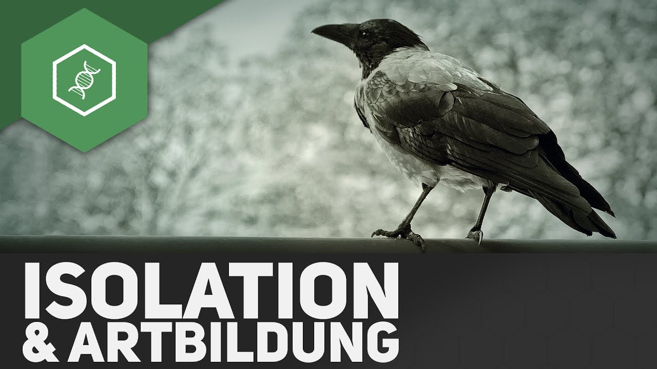 Isolation & Artbildung - Evolutionsfaktoren 5