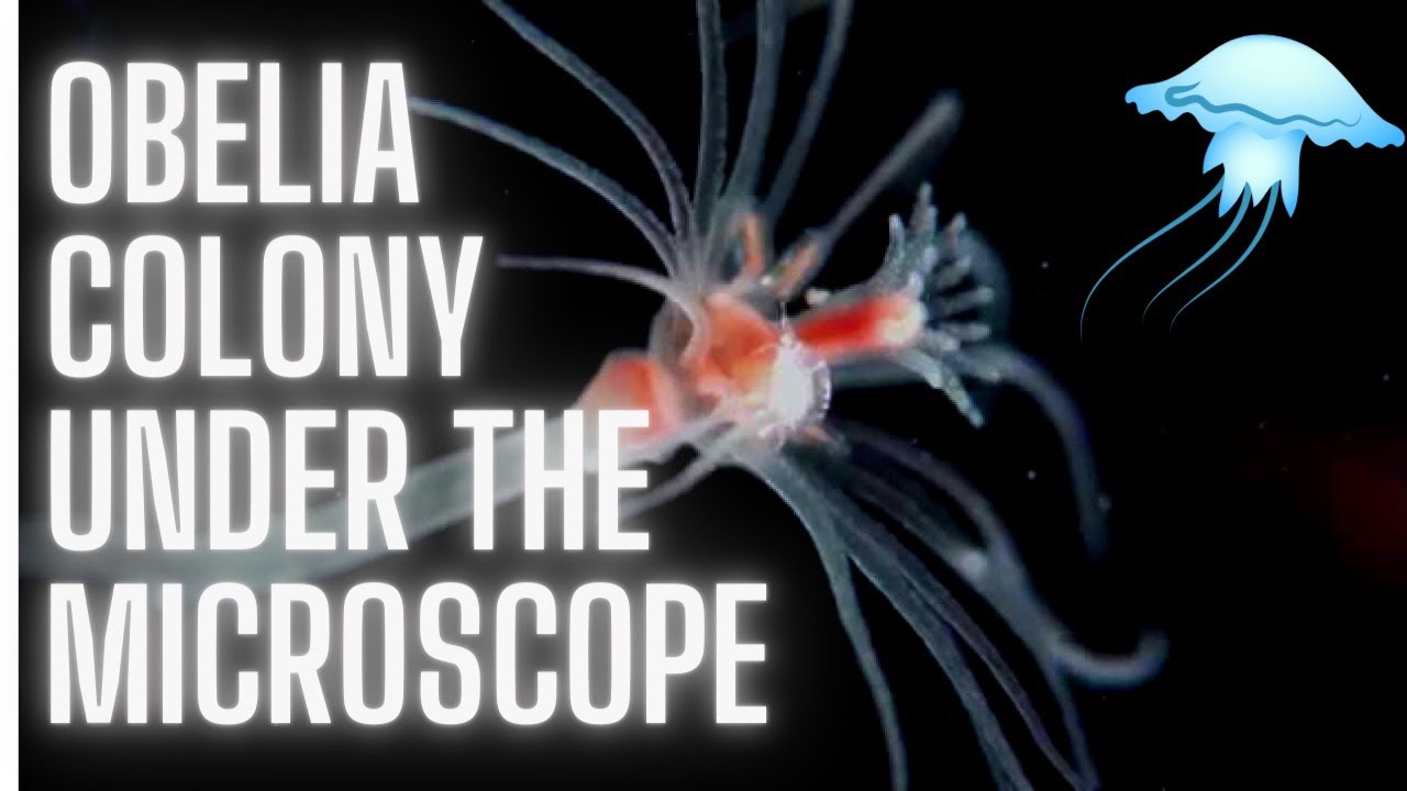 Obelia colony w.m.under the compound light microscope