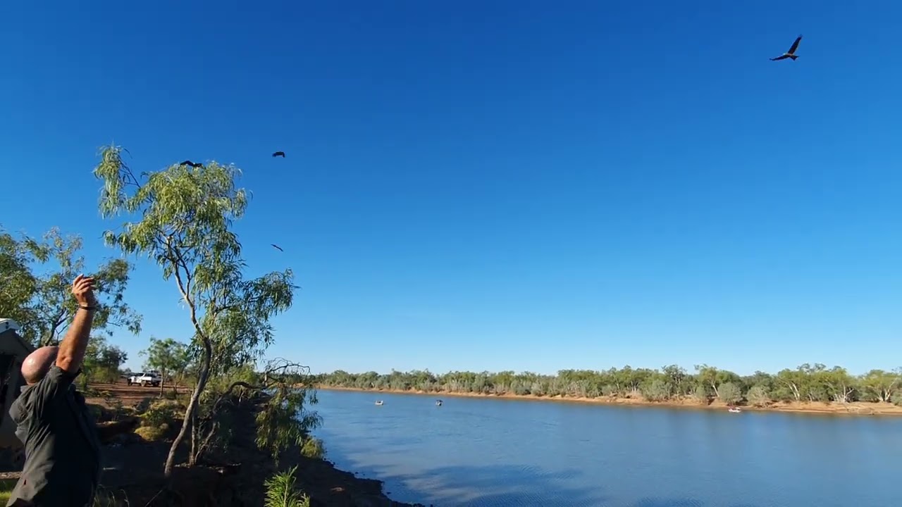 Wild kites and crocs Telegraph Pool WA