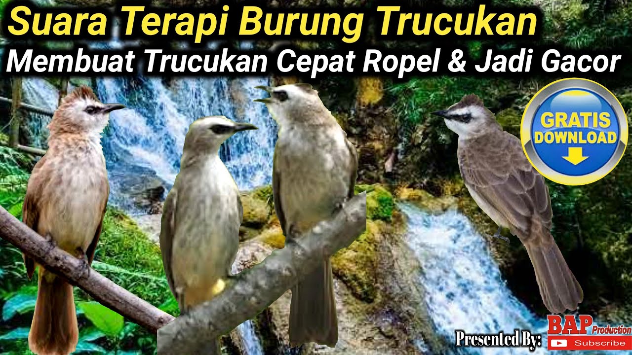 SUARA TERAPI BURUNG TRUCUKAN MEMBUAT TRUCUKAN CEPAT ROPEL DAN GACOR