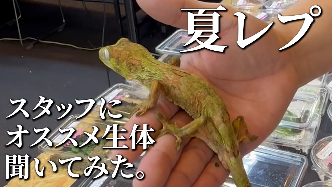 【夏レプ】イベント会場でスタッフ達にオススメの生体を聞いてみた。
