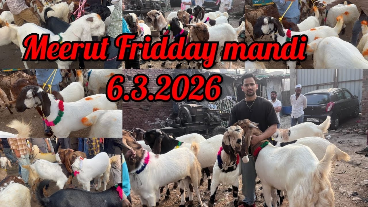 MEERUT FRIDAY BAKRAMANDI 6 March 2026 #azharvlogs #goat #bakramandi #meerut #today #viral #animals 