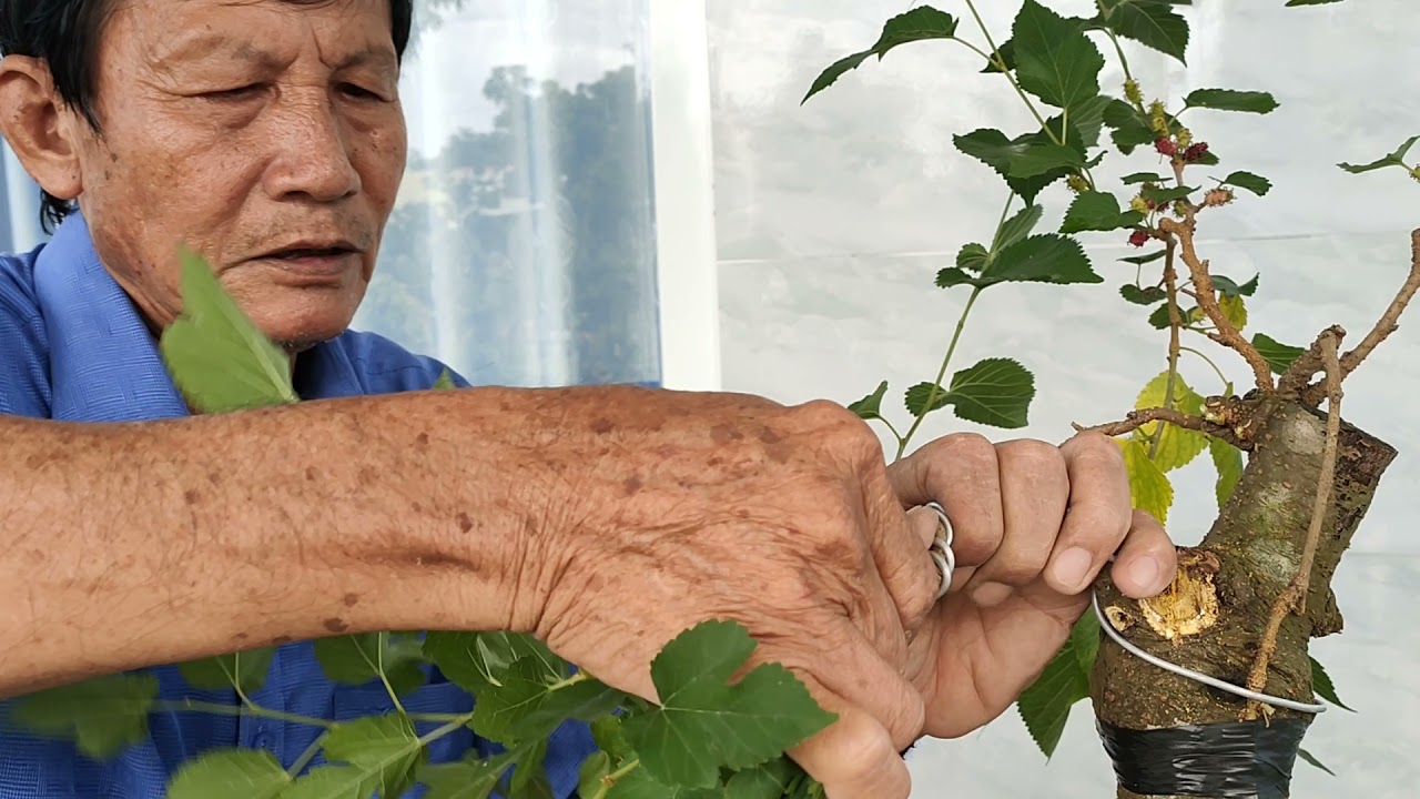 cây dâu trực lắc