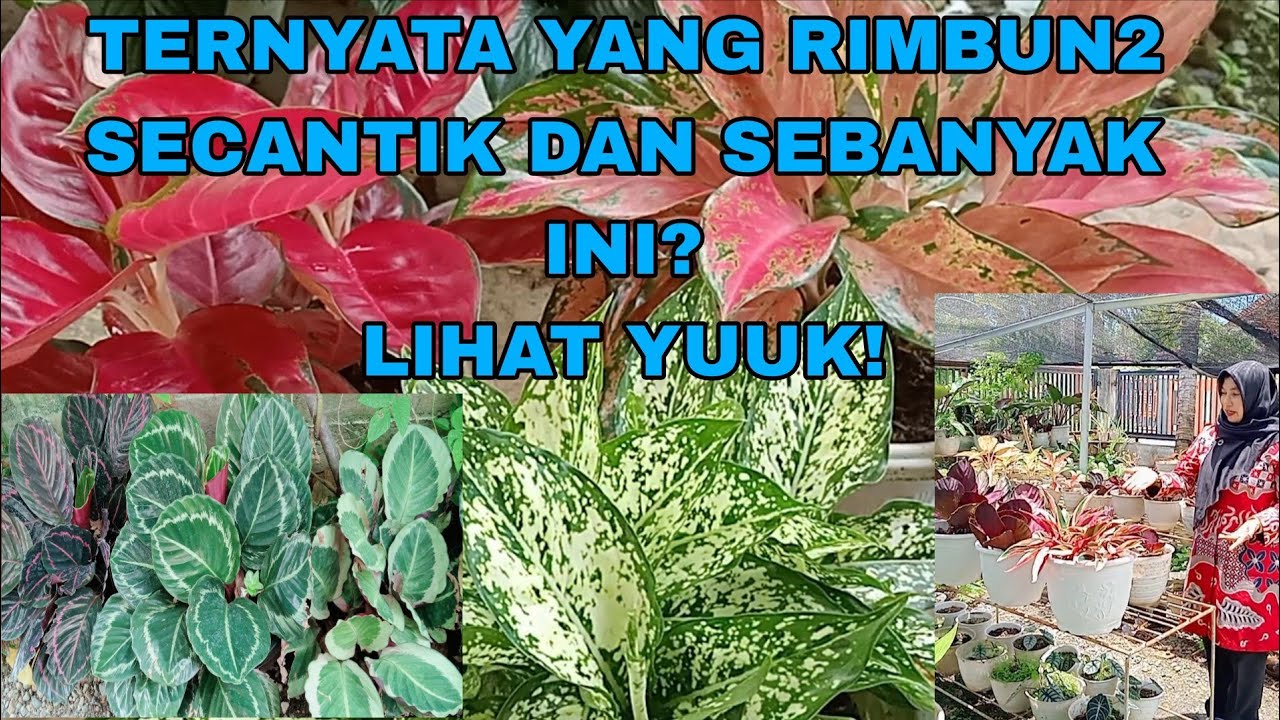 TERNYATA YANG RIMBUN2 SECANTIK DAN SEBANYAK INI? LIHAT YUUK!