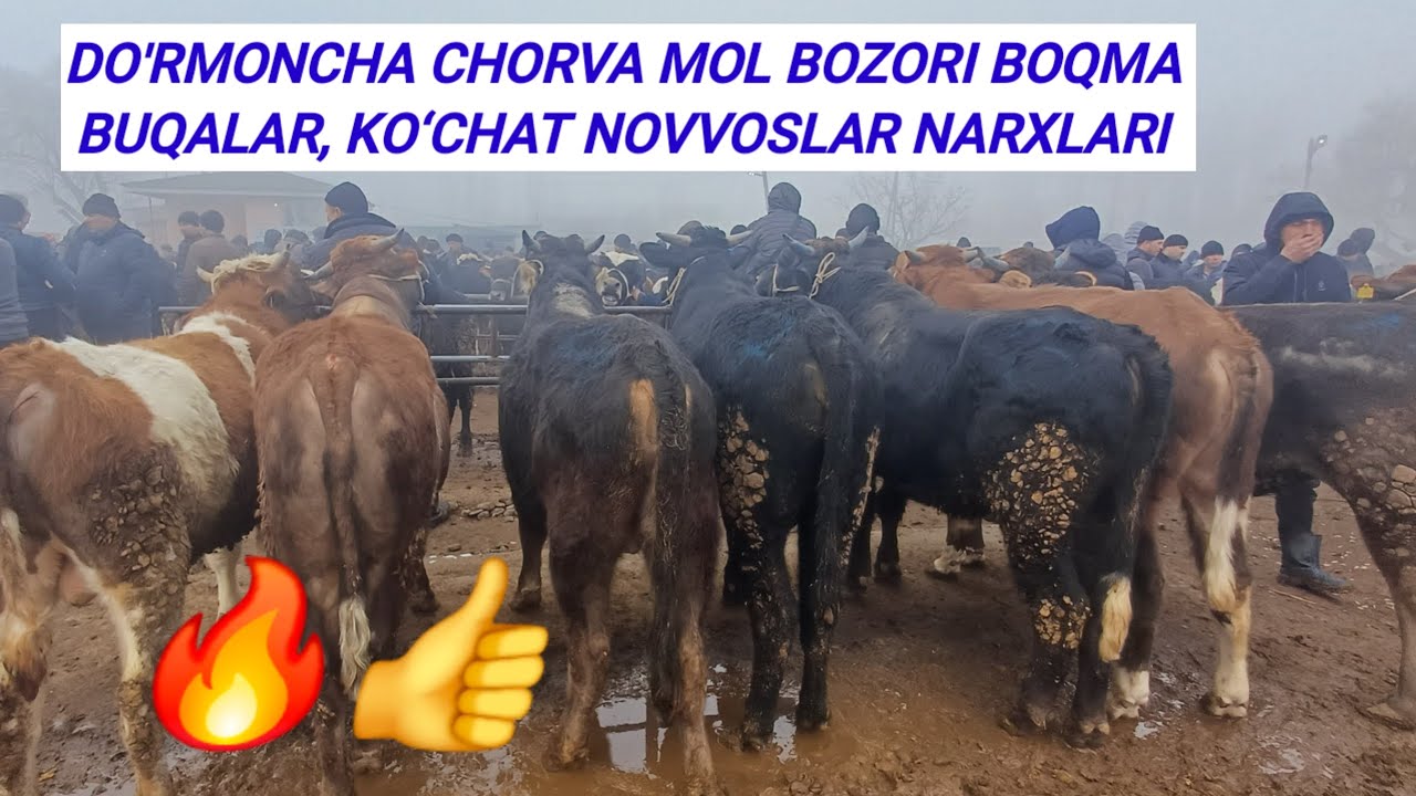 DO'RMONCHA CHORVA BOZORI ZO‘R BO‘LDI BUGUN ALBATTA KO‘RING 10.02.2026 💯🫡🫵🔥👍
