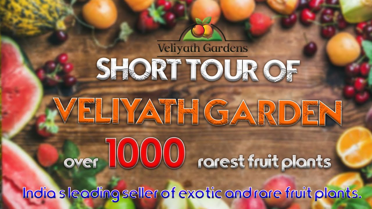 Short Tour Of Veliyath Garden....Over 1000+ of Rarest Fruits Plants from across the globe.
