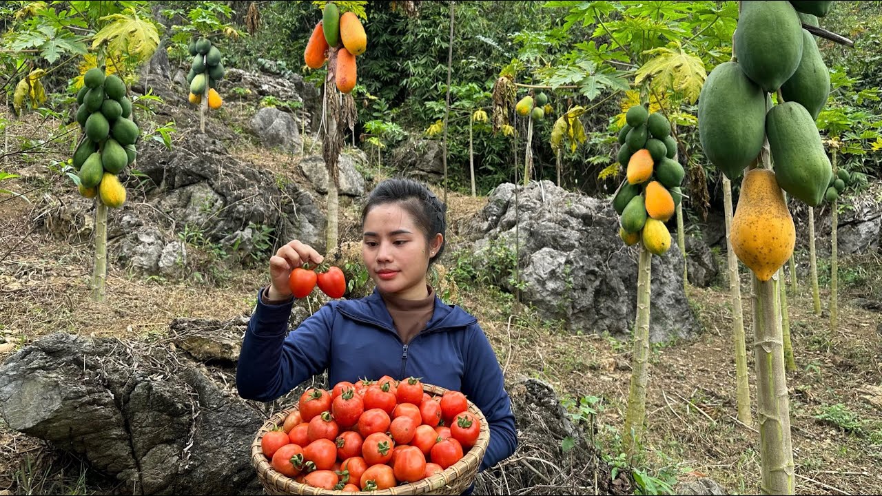 Harvesting tomatoes, red-fleshed papaya, and cabbage to sell at the market - how to preserve beans