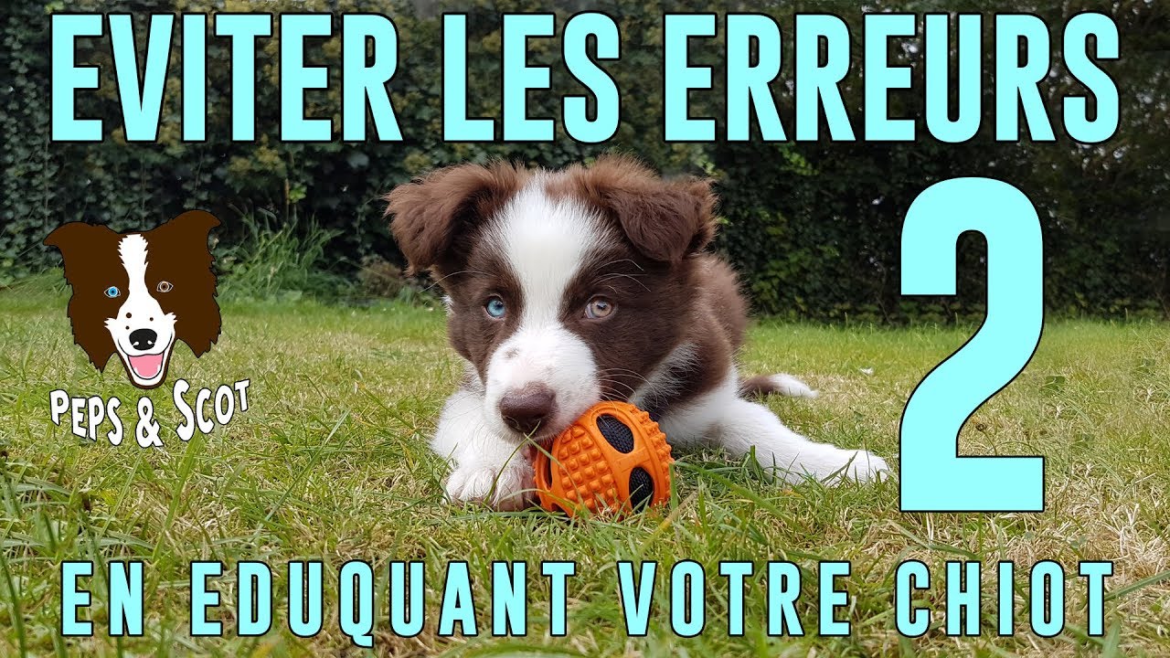 Eviter les ERREURS d'éducation avec son Chiot Vol.2