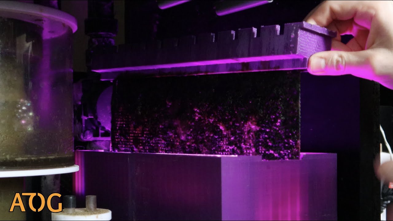 3D Printed Algae Scrubber 1 Month Harvest