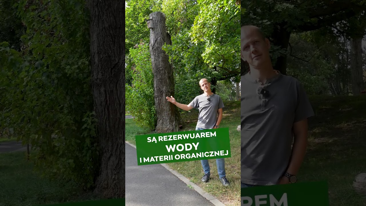 Pnie drzew #zzw  #drzewa #park