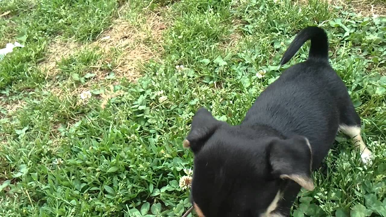 Rat Terrier/ Jack Russell mix pups