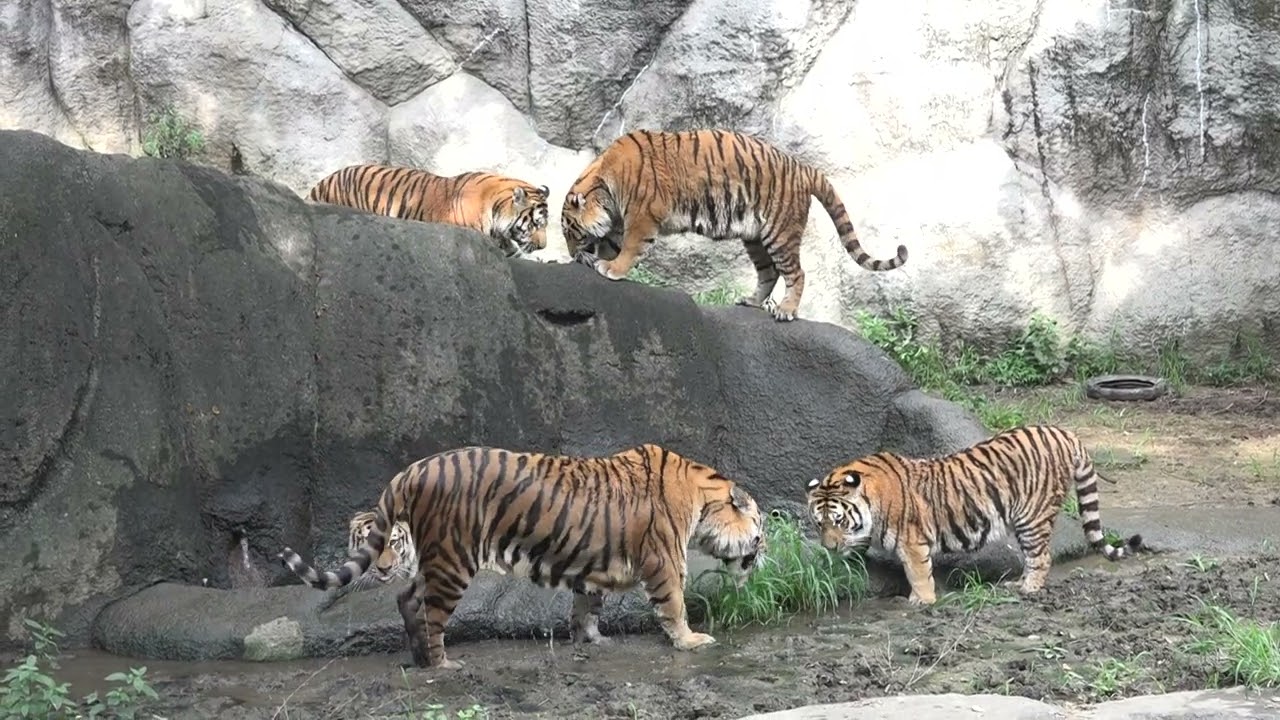 身体は大きくなっても まだ母さんに甘えたい！　ローラ母さんと4きょうだい　浜松市動物園にて　2022年8月20日　 00279
