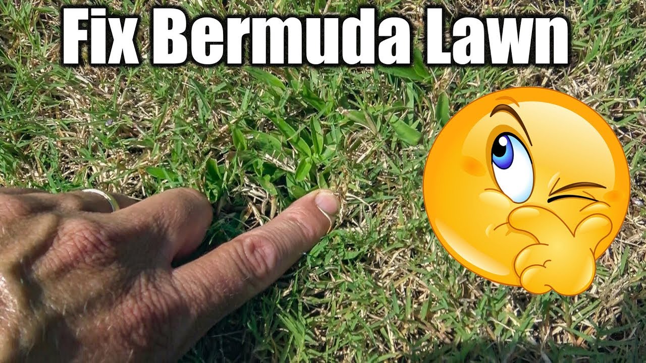 Improve Bermuda Grass Lawn - Treatments and Fixes