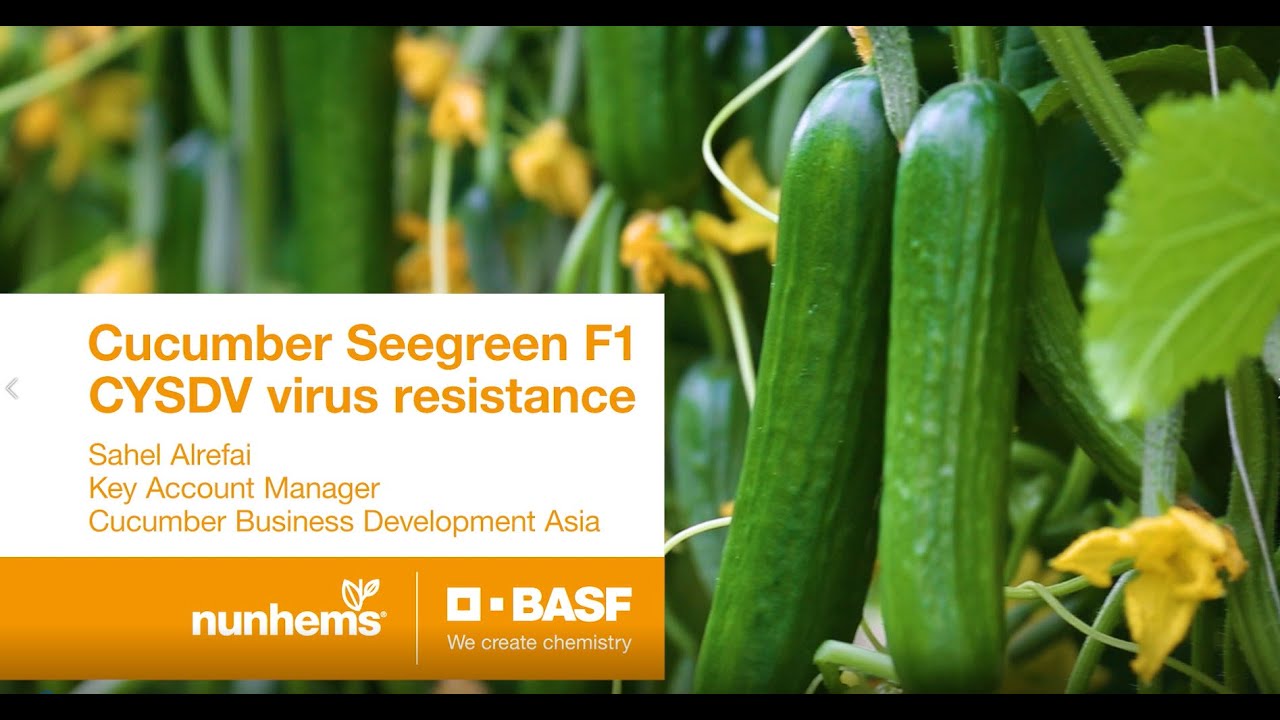 Cucumber Seegreen F1