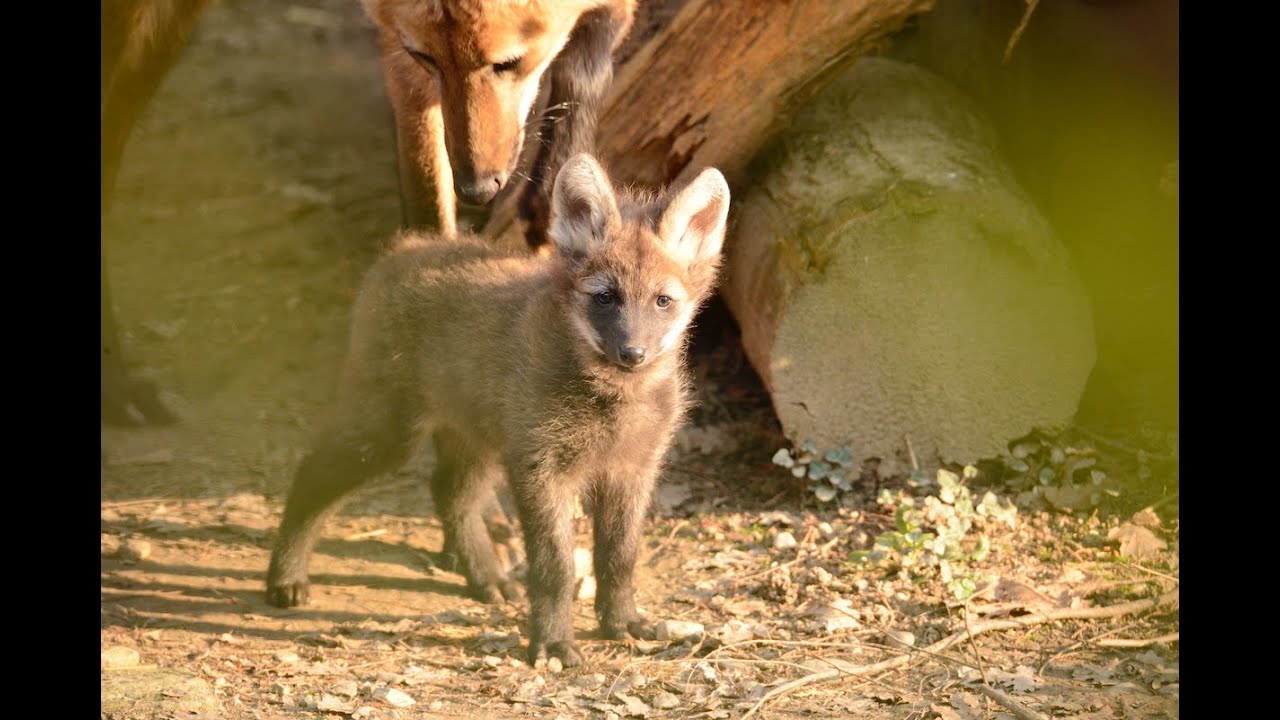 Sono nati 3 piccoli crisocioni! | Il Parco a casa
