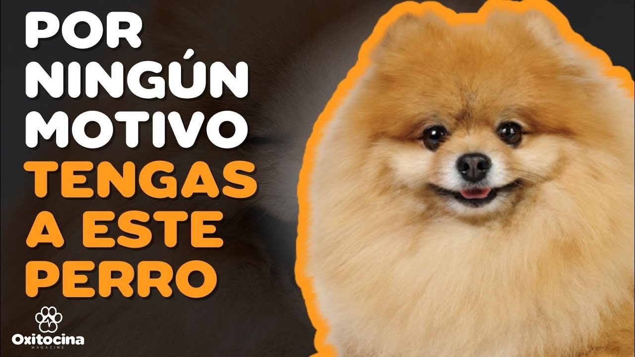POMERANIA: 7 RAZONES PARA NO TENERLO