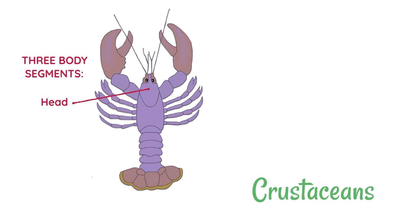 Arthropods