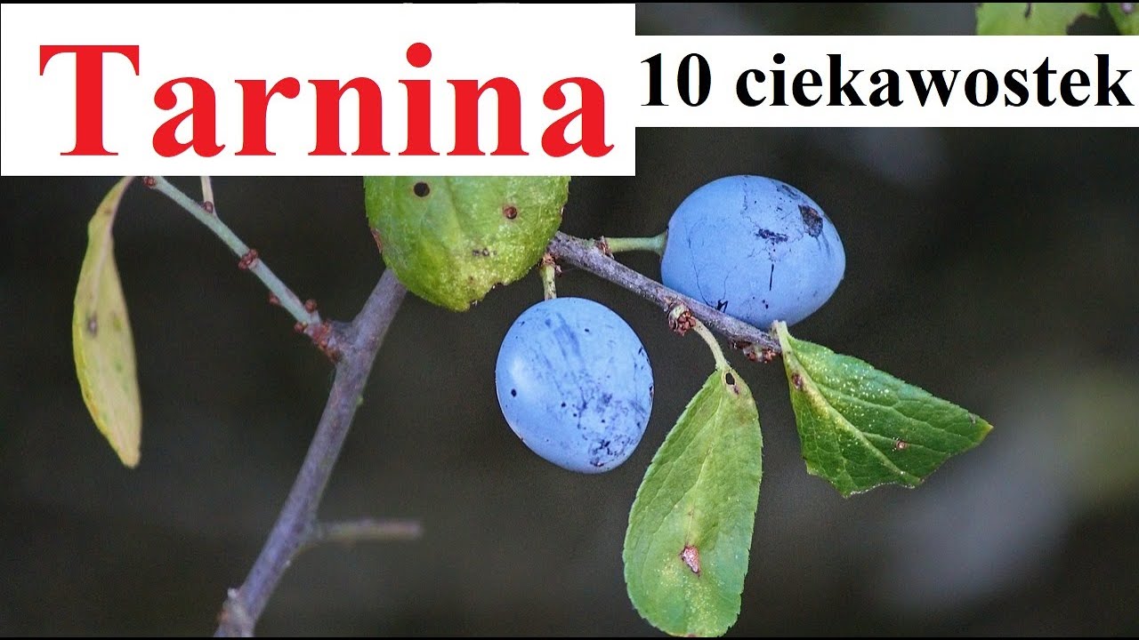 Tarnina - 10 ciekawostek