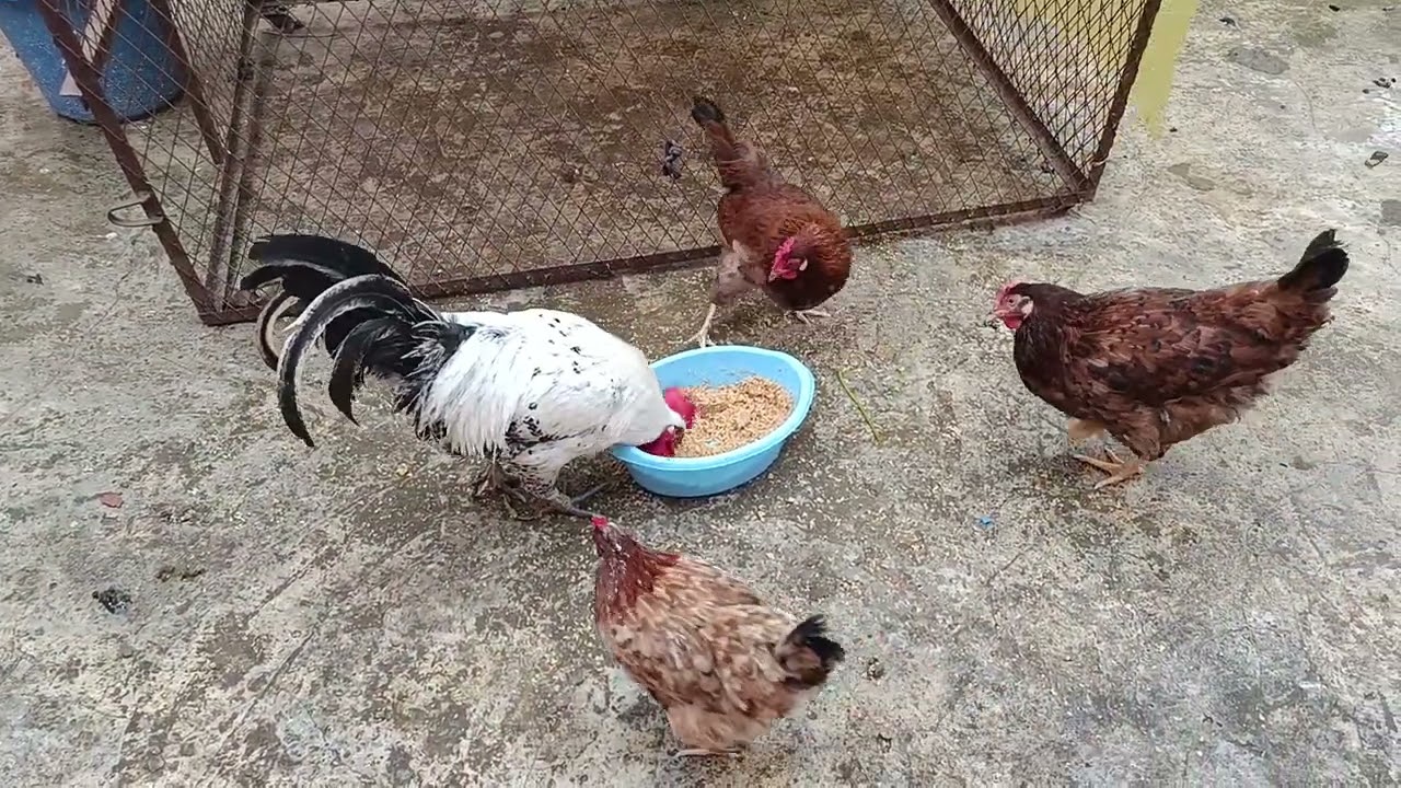 وجبة غداء لدجاجي البلدي 