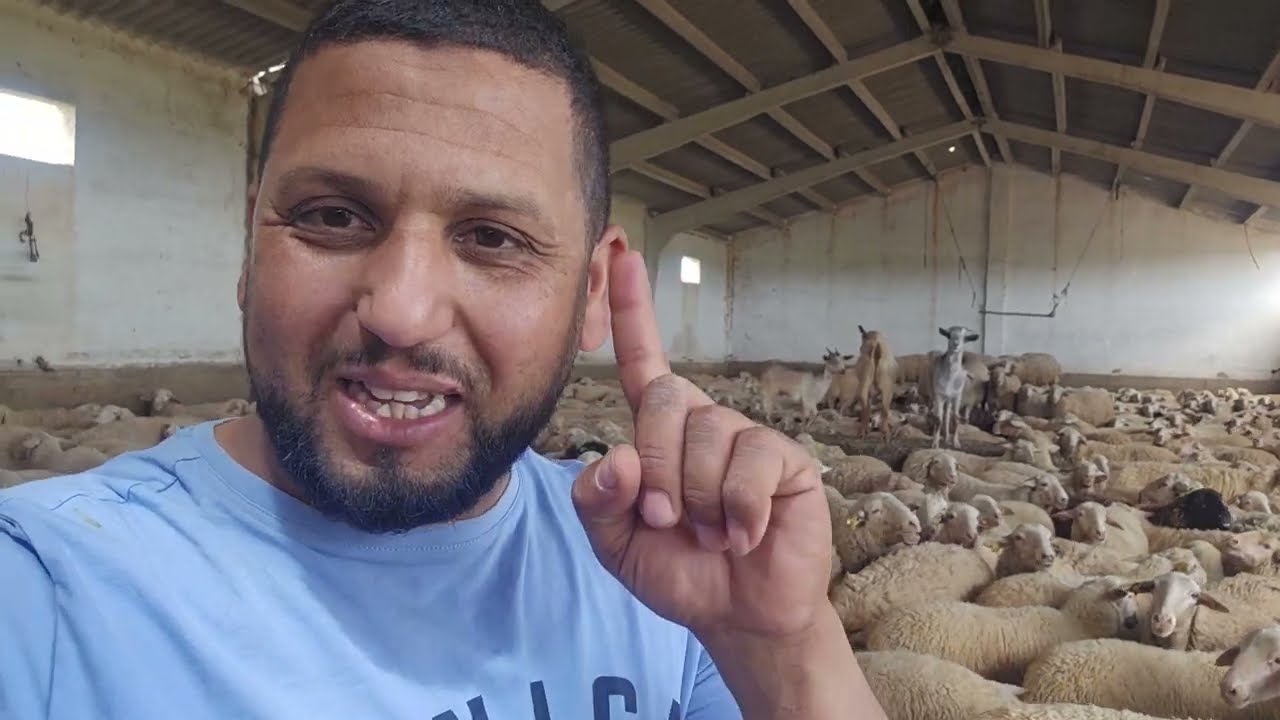 اسعار الخرفان العيد من اسبانيا الى الجزائر  مشي من عند شناقة من عند الكساب