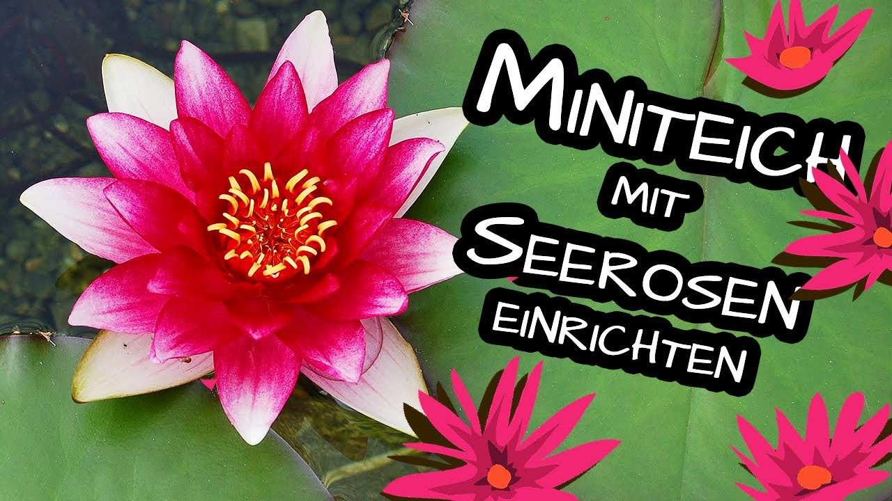 Miniteich anlegen 🌻 🌼 Seerosen einpflanzen