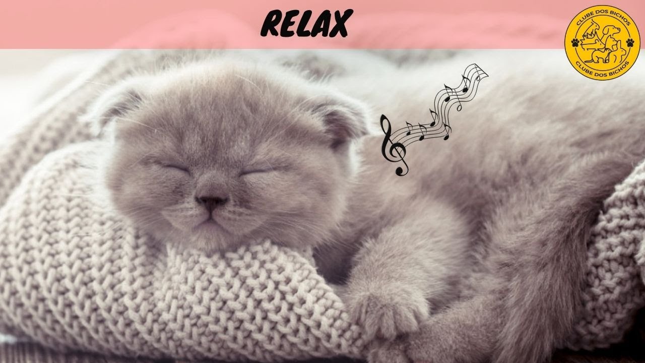 MÚSICA PARA ACALMAR GATOS (TESTADO)