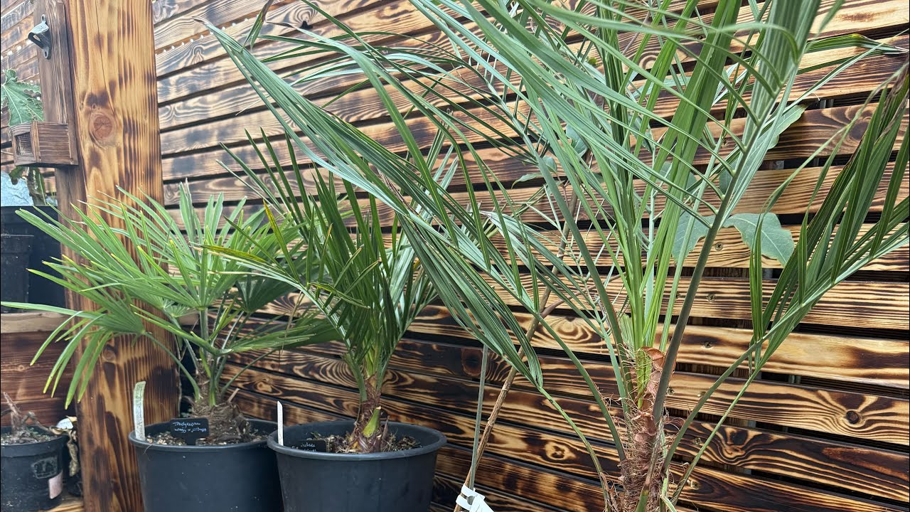 Exciting Evergreen Tropical Plant Purchases - Hybrids, Feather and Fan Palms