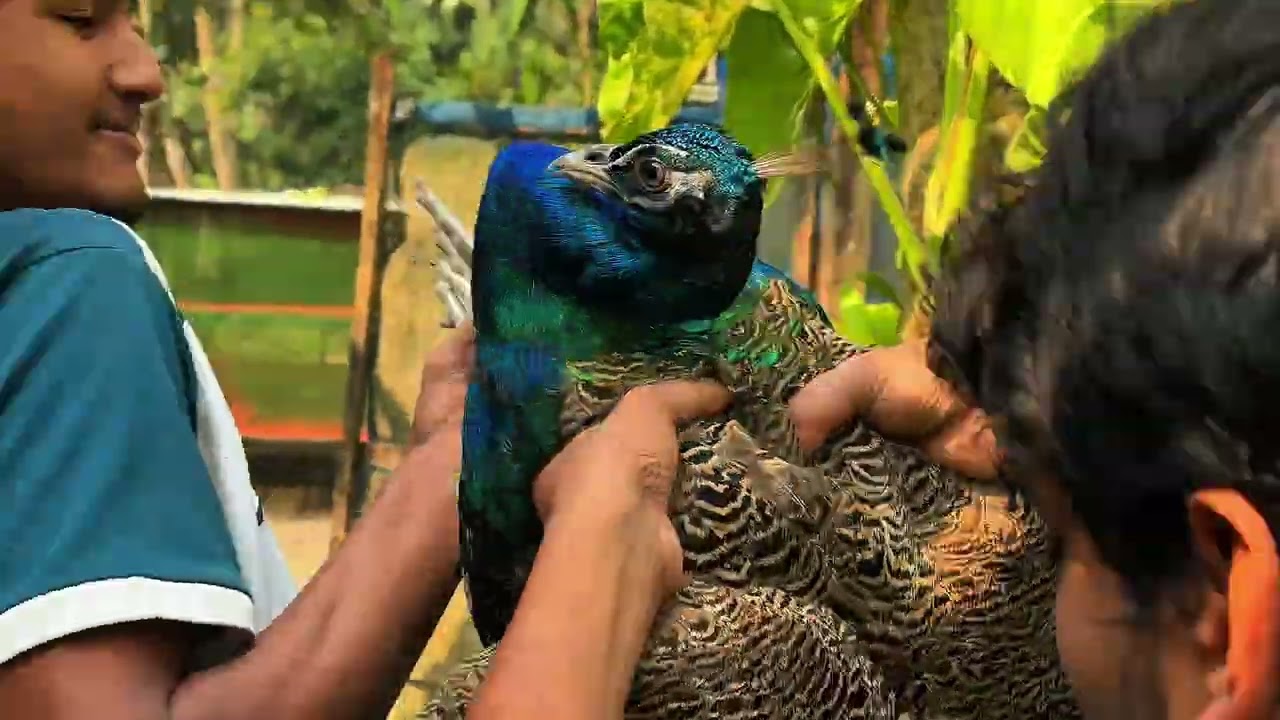 ময়ূরকে নিয়ে গেলাম অন্য ফার্মে
