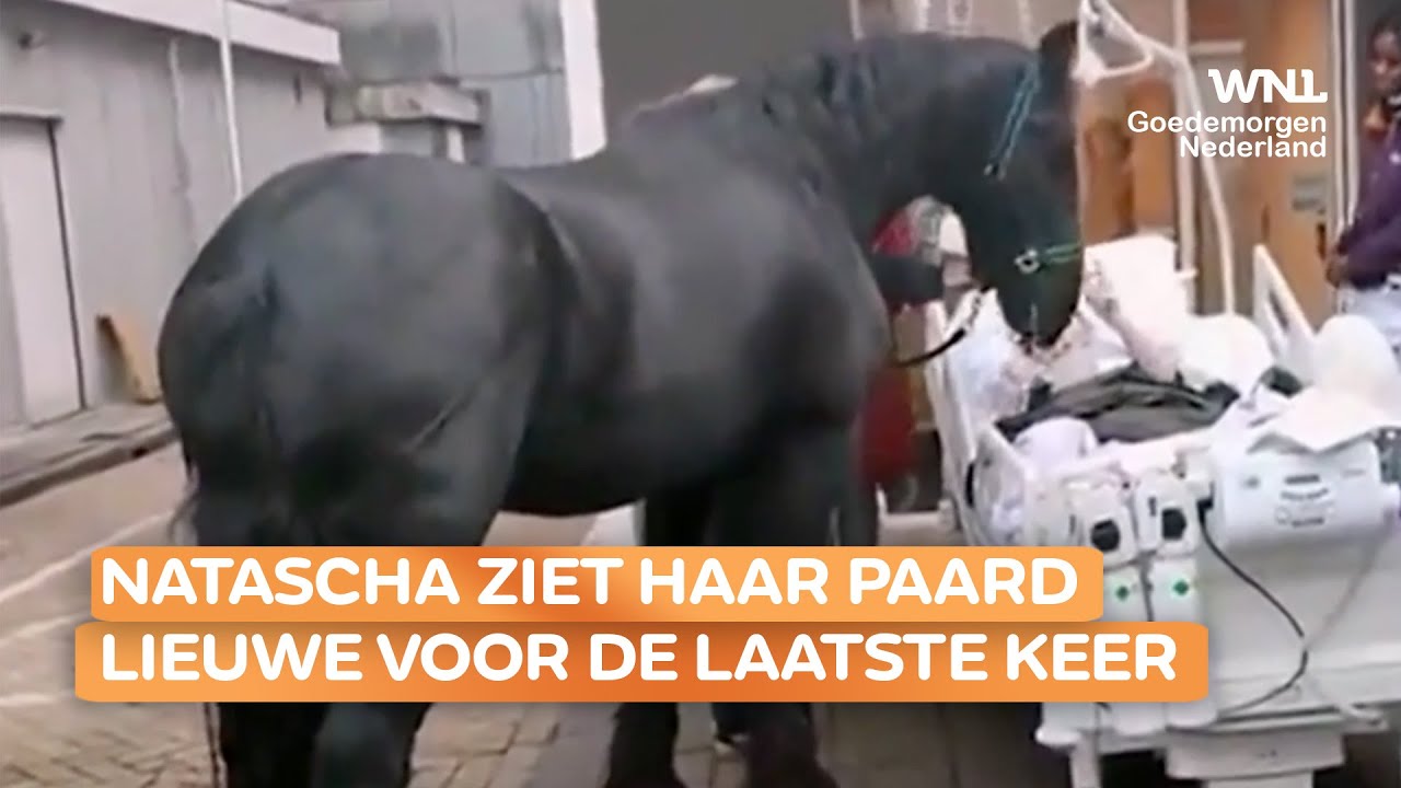 Ontroerend filmpje van Natascha (47) die voor ze sterft afscheid neemt van paard Lieuwe