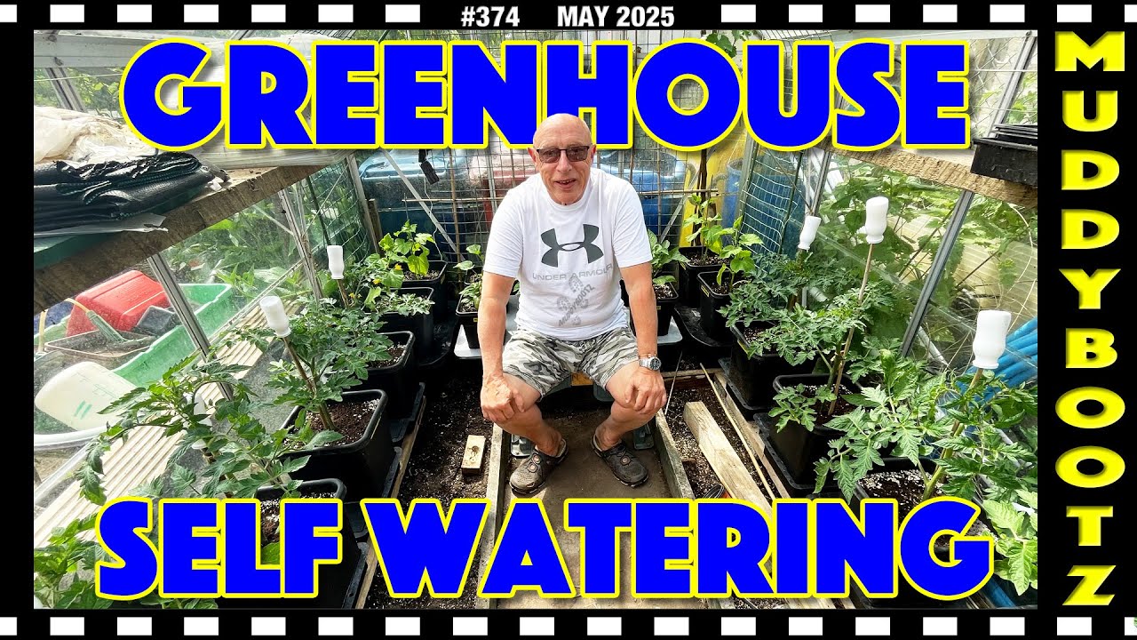 🌻374 🌻 GREENHOUSE AUTO WATERING 🌻 SWEET PEPPERS