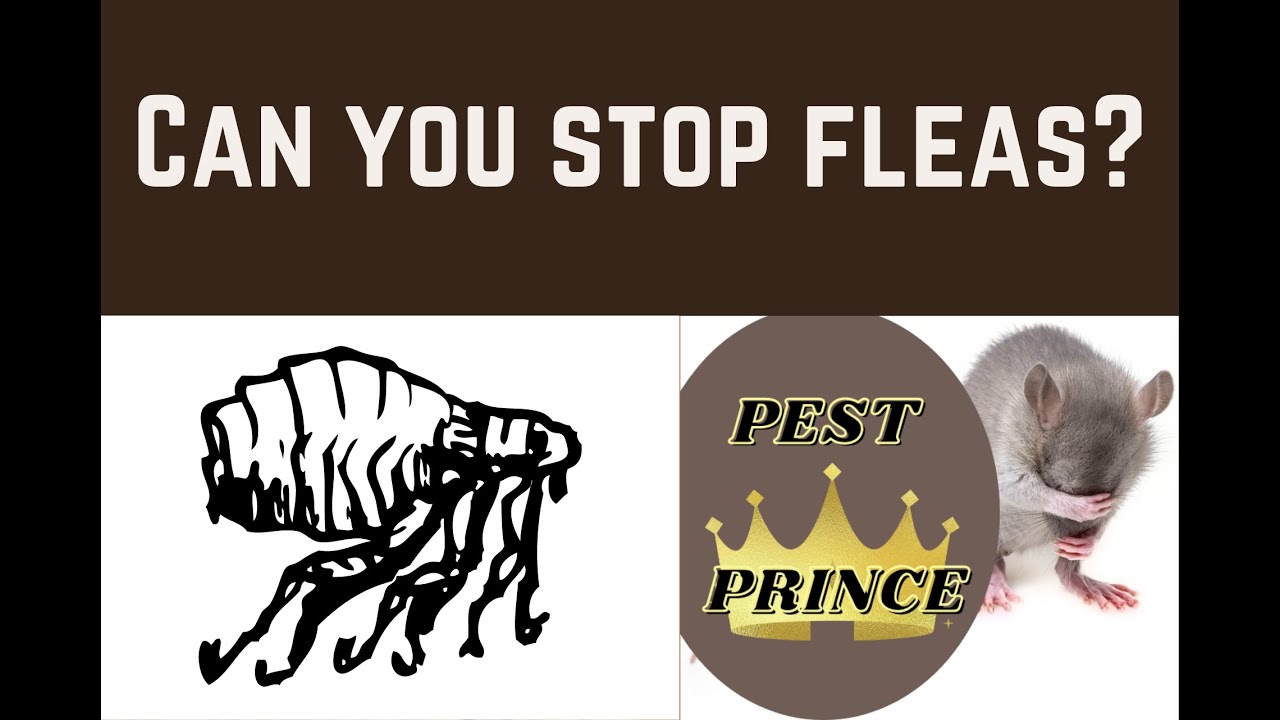 Can you stop fleas? 😎  Learn the Shocking truth!  🤶 Summary 
