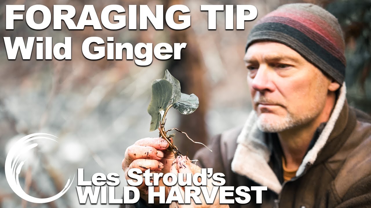 Wild Harvest Foraging Tip | Wild Ginger | Episode 5 | Les Stroud